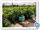 mango_grafts_1