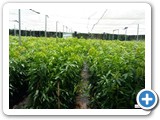 mango_grafts_2