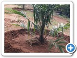 Oil Palm