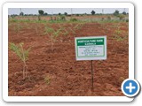 Moringa with Oil,pam