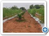 Moringa with Oil,pam (2)