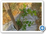 Apple_Ber_2