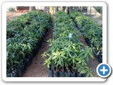 Mango_grafts