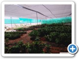 Ornamental_plants_1