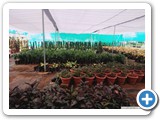 Ornamental_plants_2