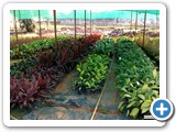Ornamental_plants_3
