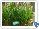 Coconut_Seedlings_1