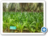 Coconut_Seedlings_2