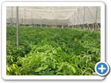 Mango_Grafts_1