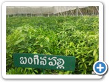 Mango_Grafts_2