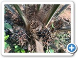 Oilpalm bunch