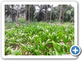 coconut_seedlings_1