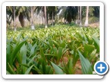 coconut_seedlings_2