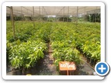 mango_grafts_1