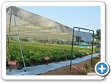 mango_grafts_under_shadenet