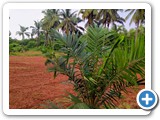 Oil Palm (1)