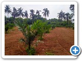 Oil Palm (2)