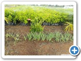 Mango_Grafts_1