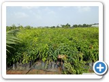 Mango_Grafts_2