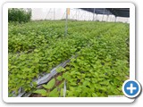 Mulberry_plantation