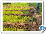 Onion Nursery