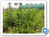 Mulberry