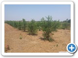 Pomegranate_Scion_block