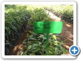 Mango_Grafts_1