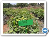Mango_Grafts_2
