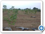 Seethaphal_new_scion_block