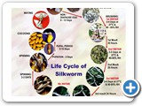 1.Silk worm life cycle