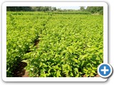 2.Mulberry garden