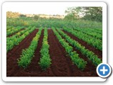 3.Mulberry garden