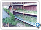4.2.Silk worm rearing