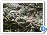 5.Silk worm rearing-2