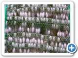 6.Cocoon Spining