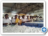 8.Cocoon Market