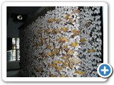 T3.Tasar Cocoon Garlanding for egg production1